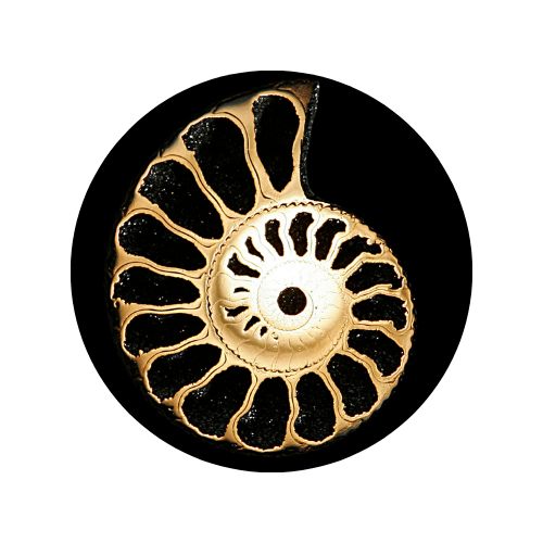 Fossils, Coral & Shells