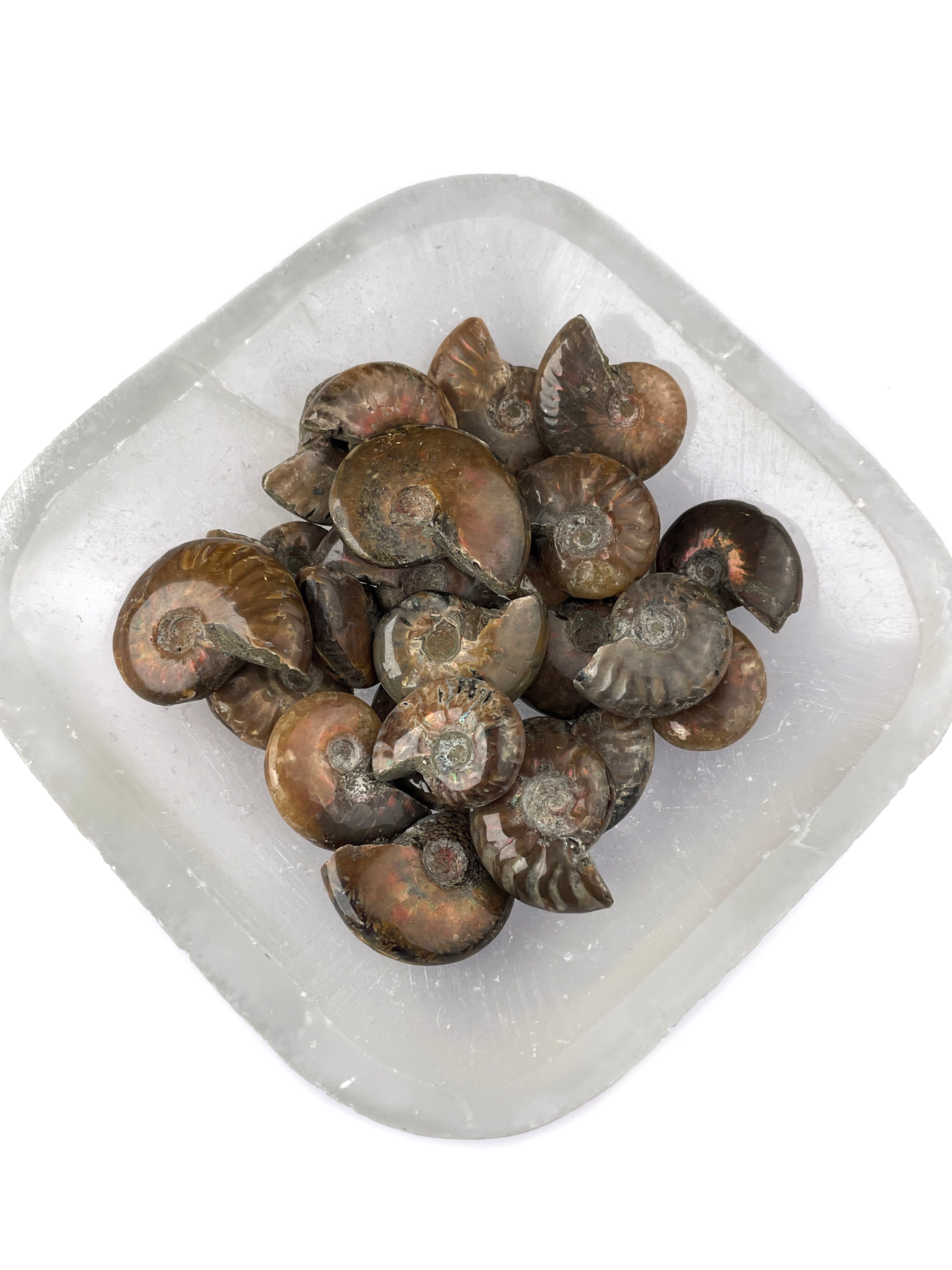 Mini Opalized Ammonite Fossils