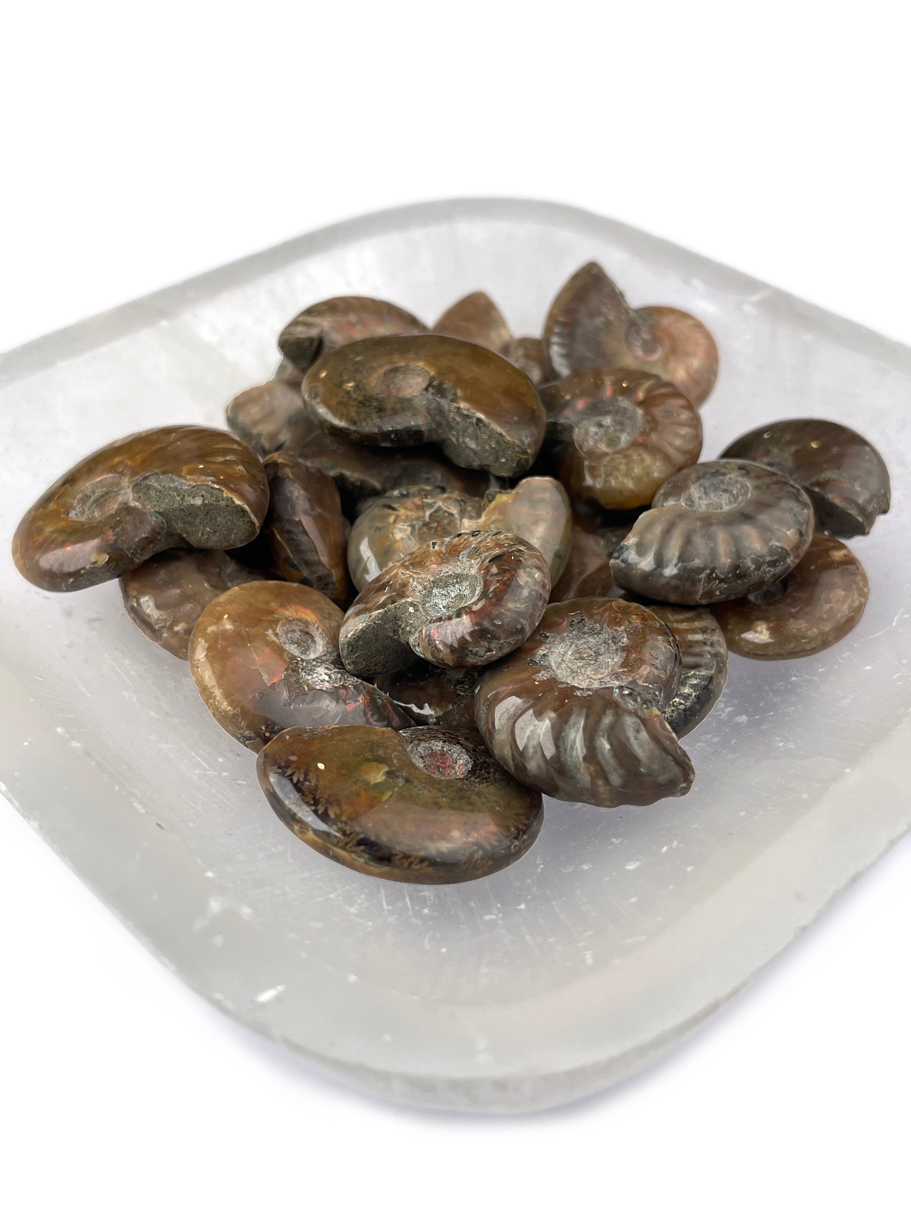 Mini Opalized Ammonite Fossils