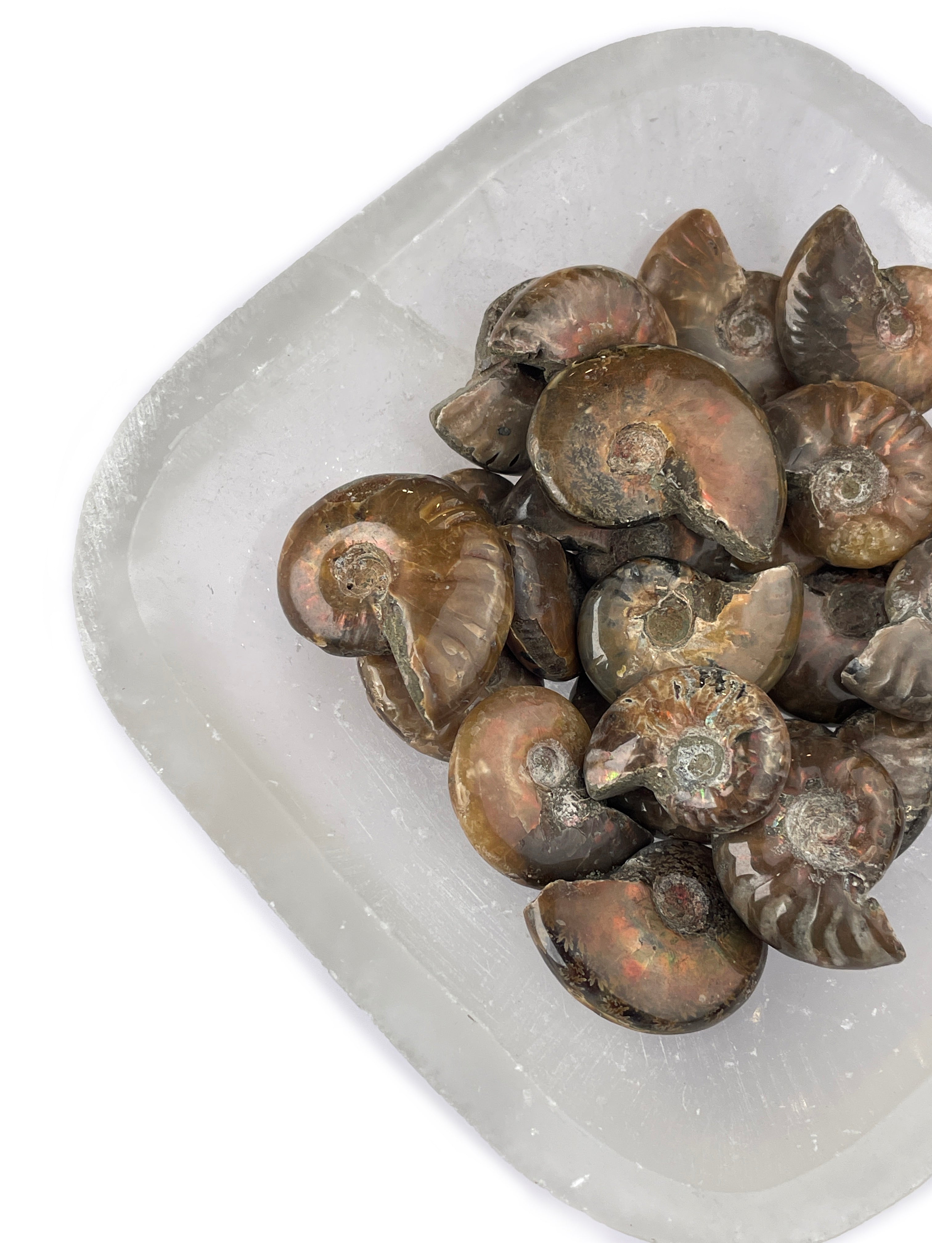 Mini Opalized Ammonite Fossils